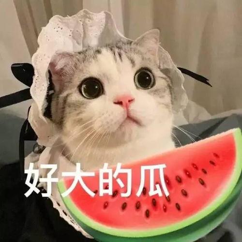娱乐吃瓜君和罗小猫,揭秘娱乐圈背后的趣味故事 第3张 娱乐吃瓜君和罗小猫,揭秘娱乐圈背后的趣味故事 第3张
